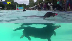 Hundeschwimmen Trailer