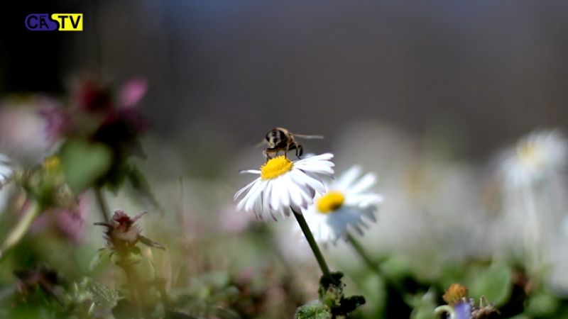 Die Bienen des Api-Zentrum Ruhr in Castrop-Rauxel